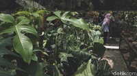Tanaman yang dipamerkan terbilang cukup lengkap.