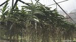 Serunya Belanja Tanaman di Taman Anggrek Ragunan