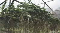 Jangan ditanya soal kualitas, tanaman di tempat ini sangat dijaga kesehatannya.