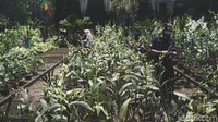 Bagaimana dengan Anda? Masih bingung mencari tempat untuk berburu tanaman?