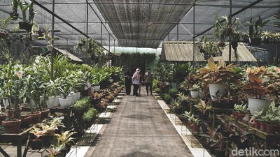 Serunya Belanja Tanaman di Taman Anggrek Ragunan