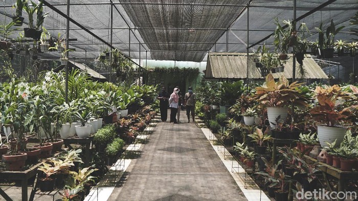 Serunya Belanja Tanaman di Taman Angrek Ragunan Berburu tanaman hias masih menjadi aktivitas favorit warga di masa Pandemi. Salah satunya di kawasan Taman Anggrek Ragunan, Jakarta yang selalu ramai.