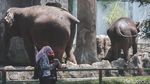 Ragunan Jelang Mati Suri Imbas PSBB Total