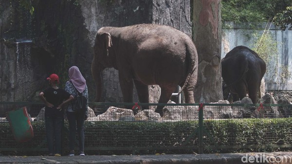Pengunjung mendatangi Taman Margasatwa Ragunan (TMR), Jakarta, Sabtu (11/9/2020).