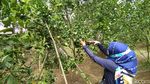 Di Tempat Ini Bisa Memetik Jeruk Sepuasnya