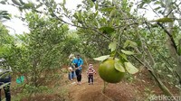 Pengunjung boleh memetik sendiri dan mencicipi jeruk sepuasnya di lokasi kebun. Kecuali bila jeruk hasil yang dipetik ingin dibawa pulang sebagai oleh oleh, harus ditimbang dan dibayar. 