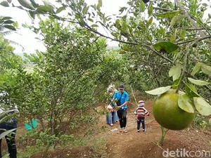 Cobain Deh, Makan dan Metik Jeruk Sepuasnya di Ciamis