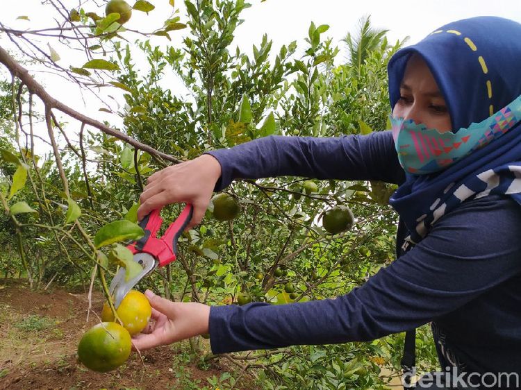 Di Tempat Ini Bisa Memetik Jeruk Sepuasnya