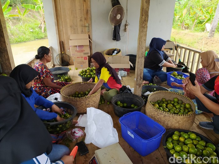 Wisata Petik Jeruk Cidolog Ciamis Wisata Petik Jeruk Cidolog Ciamis