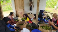 Namanya Wisata Petik Jeruk Cidolog di Perkebunan Ladur, Cisinduk, Desa Janggala, Kecamatan Cidolog.