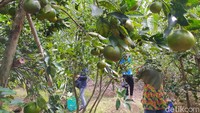 Pengunjung yang datang dari seputar wilayah Ciamis, Tasikmalaya dan Banjar hingga Majalengka. Yang datang umumnya ingin merasakan berwisata memetik buah langsung. Tapi tak sedikit juga pengunjung yang datang sekaligus pedagang buah. 