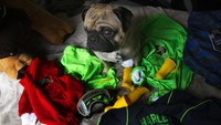 Harley, seekor anjing pug didandani dengan menggunakan alat pelindung diri untuk kemudian mengunjungi para petugas kesehatan terkait upaya terapi emosi bagi para tenaga medis yang setiap hari berjibaku menanggulangi penyebaran virus Corona di rumah sakit.