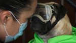 Anjing Ini Bantu Tim Medis di Meksiko Atasi Stres Gegara Corona