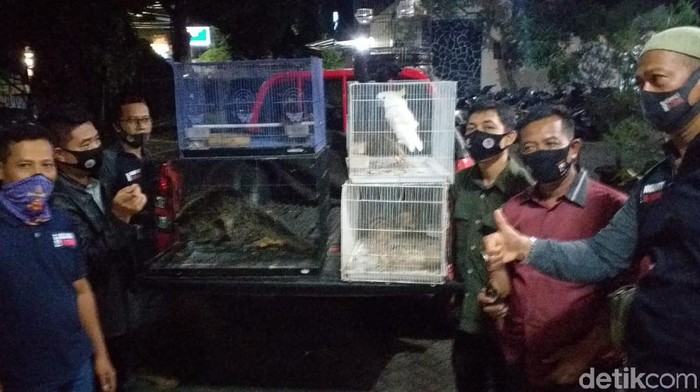 BKSDA Jawa Timur menangkap warga Kota Malang saat menjual satwa dilindungi.