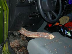 Potret Viral Lolos dari Sial dan Maut yang Sangat Dekat