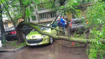 Nyaris penyok mobil ini tapi untungnya masih mulus. Pohonnya jatuh di mana jaraknya dengan kap hanya beberapa centimeter saja. Foto: Boredpanda