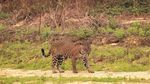 Karhutla Ancam Keberlangsungan Hidup Hewan Langka di Brasil