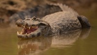 Karhutla yang melanda kawasan Brasil tersebut disorot karena salah satunya dapat mengancam kehidupan satwa yang ada di kawasa itu.