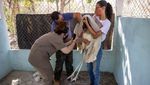 Karhutla Ancam Keberlangsungan Hidup Hewan Langka di Brasil