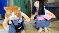 Lucunya Baju Kucing Buatan Pria Asal Cirebon Ini