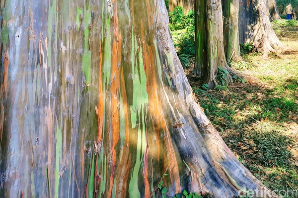 Bagi warga setempat, pohon ini disebut sebagai kajuh bernah (dalam bahasa Madura artinya kayu berwarna). Itu sebabnya, mereka juga menjuluki kawasan ini dengan sebutan Hutan Pelangi. Bagi warga setempat, pohon ini disebut sebagai kajuh bernah (dalam bahasa Madura artinya kayu berwarna). Itu sebabnya, mereka juga menjuluki kawasan ini dengan sebutan Hutan Pelangi.