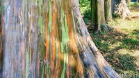 Bagi warga setempat, pohon ini disebut sebagai kajuh bernah (dalam bahasa Madura artinya kayu berwarna). Itu sebabnya, mereka juga menjuluki kawasan ini dengan sebutan Hutan Pelangi.