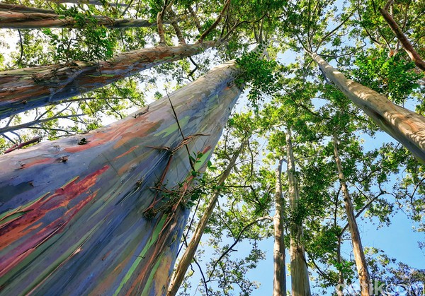 Tak hanya berwarna-warni, pohon ini juga tampak menjulang. Tingginya sekitar 25 meter. Karakter pohon ini juga lain dari pohon umumnya. Tak hanya berwarna-warni, pohon ini juga tampak menjulang. Tingginya sekitar 25 meter. Karakter pohon ini juga lain dari pohon umumnya.
