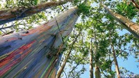 Tak hanya berwarna-warni, pohon ini juga tampak menjulang. Tingginya sekitar 25 meter. Karakter pohon ini juga lain dari pohon umumnya.