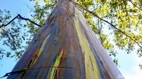 Warna-warni pohon itu disebabkan ke karena proses oksidasi antara kambium dengan oksigen.