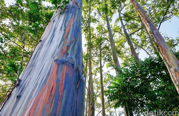 ketika getah atau kambium tanaman itu mengelupas, terjadilah gradasi warna. Batang pohon tersebut akan berwarna hijau, kuning, merah jingga, hingga biru tua, lalu coklat. Siklus ini akan berlangsung dan berulang sepanjang tahun. ketika getah atau kambium tanaman itu mengelupas, terjadilah gradasi warna. Batang pohon tersebut akan berwarna hijau, kuning, merah jingga, hingga biru tua, lalu coklat. Siklus ini akan berlangsung dan berulang sepanjang tahun.