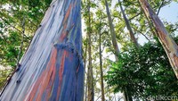 ketika getah atau kambium tanaman itu mengelupas, terjadilah gradasi warna. Batang pohon tersebut akan berwarna hijau, kuning, merah jingga, hingga biru tua, lalu coklat. Siklus ini akan berlangsung dan berulang sepanjang tahun.