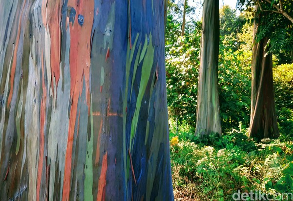 Warna di pohon Eucalyptus muncul akibat proses oksidasi. Getah yang keluar dari dalam pohon dan mengenai kulit pohon di bagian lain yang membentuk sebuah lapisan warna. Warna di pohon Eucalyptus muncul akibat proses oksidasi. Getah yang keluar dari dalam pohon dan mengenai kulit pohon di bagian lain yang membentuk sebuah lapisan warna.