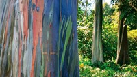 Warna di pohon Eucalyptus muncul akibat proses oksidasi. Getah yang keluar dari dalam pohon dan mengenai kulit pohon di bagian lain yang membentuk sebuah lapisan warna.