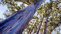 Kawasan hutan eucalyptus di Bondowoso telah ada sejak zaman Belanda, tepatnya sekitar tahun 1939. Ada beberapa jenis eucalyptus di lahan sekitar 23 hektar itu. Diantaranya ecalyptus deglupta, umbelata, triantha, saligna, serta lainnya. Usianya pun dapat mencapai ratusan tahun.
