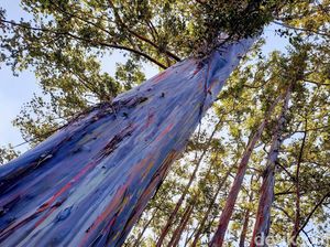 Wow Keren! Ada Hutan Pohon Pelangi di Bondowoso