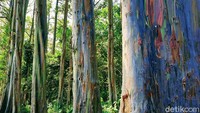 Selain tinggi menjulang, pohon berdiameter sekitar 80 - 120 cm itu masing-masing memiliki dominasi warna berbeda. Yakni kuning, hijau, jingga, dan lainnya. Batang pohonnya juga kadang bermotif loreng. Tampak seperti sengaja dicat.