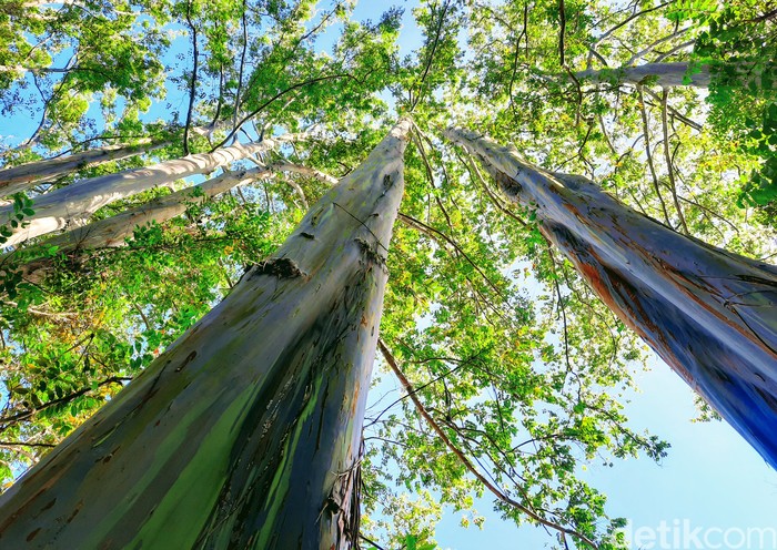 Terletak di Dusun Darungan, Desa/Kecamatan Sumberwringin, di kawasan ini terdapat pohon tampak berwarna. Disebut hutan pelangi karena batang pohonnya memang tampak berwarna-warni bak pelangi. Adapun nama Latin pohon ini yaitu 'eucalyptus'.