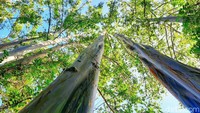 Adapun nama latin pohon ini yaitu eucalyptus. Ini bukan ulah iseng manusia yang ngecat pohon, memang alaminya seperti itu.
