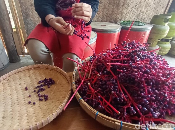 Buah Parijoto diolah jadi teh