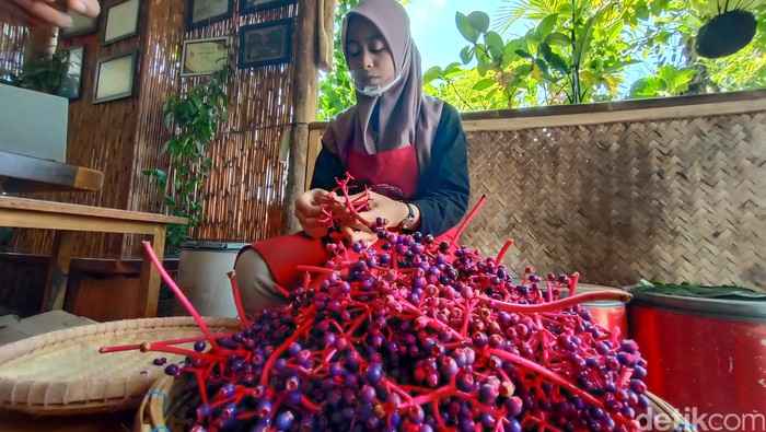 Buah Parijoto diolah jadi teh