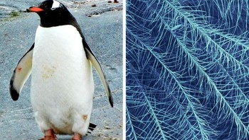 Bulu pinguin. Foto: Brightside