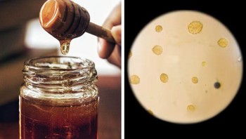 Madu. Foto: Brightside