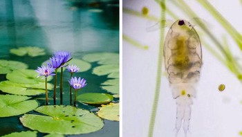 Tetesan air kolam. Foto: Brightside