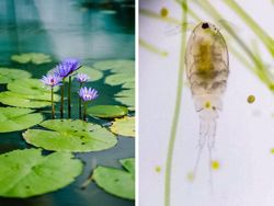 Benda Sehari-hari Dilihat Pakai Mikroskop, Mengejutkan!