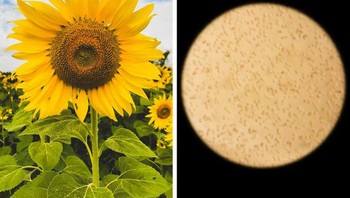 Bunga matahari. Foto: Brightside