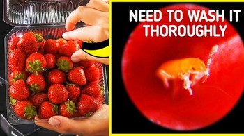 Strawberry. Foto: Brightside