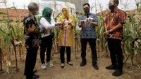 Bupati Purwakarta (tengah) Anne Ratna Mustika, Managing Director PT East West Seed Indonesia (Ewindo) Glenn Pardede (dua kanan), Deputy Managing Director Ewindo Afrizal Gindow (kanan), Ketua KWT Bina Lestari Eni Lestiorini (dua kiri), Kadis Pangan dan Pertanian Purwakarta Agus R Suherlan (kiri) memanen jagung ketan bersama di sela peresmian Hibar Eco Village di Purwakarta, Jawa Barat.