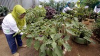 Hasil panennya kemudian bisa dikonsumsi sendiri dan dipasarkan ke wilayah sekitar sehingga mampu meningkatkan taraf kehidupan warga baik secara ekonomi, estetika dan ekologi.