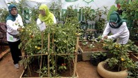 Kelompok Wanita Tani (KWT) Bina Lestari di Kampung Malang Nengah Purwakarta panen sayur serta mendapat edukasi dan pendampingan budidaya sayuran memanfaatkan lahan sempit di pekarangan rumah dari Ewindo.