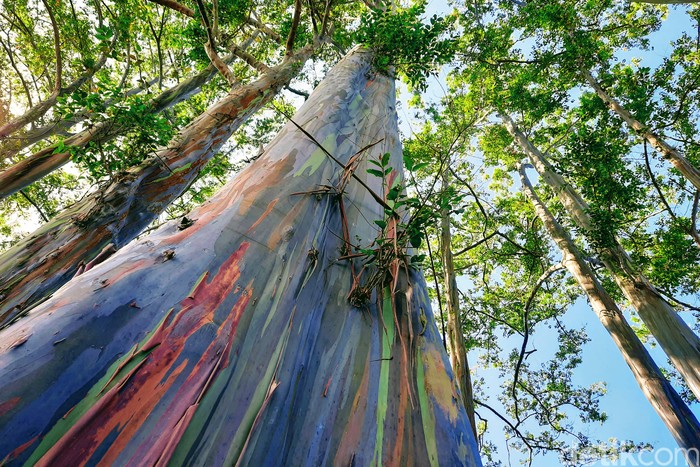 Hutan Pelangi di Bondowoso